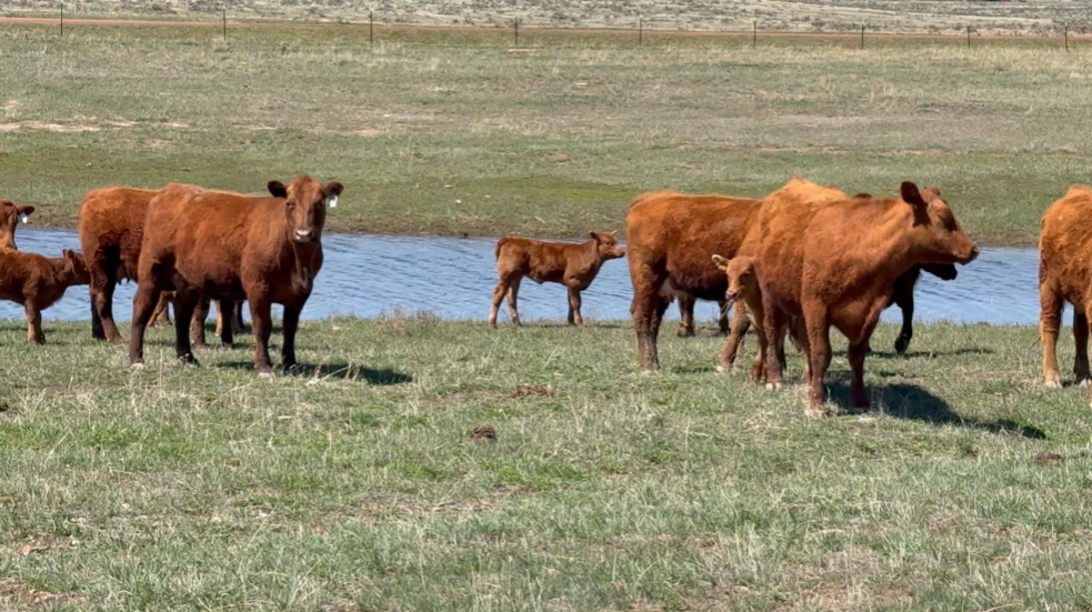 18 FANCY RED ANGUS PAIRS! HP430A5